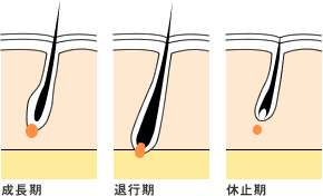 �т̎����ɂ���